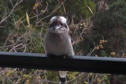 Maleny Country Cottages - Accommodation Coffs Harbour 6