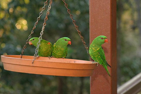 Maleny Country Cottages - Accommodation Coffs Harbour 1