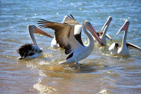 Alva Beach Tourist Park - Accommodation Coffs Harbour 4
