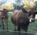 Drumreagh Bed  Breakfast Cabins - Accommodation Coffs Harbour