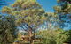 Secluded Homestead Amongst The Trees - thumb 3