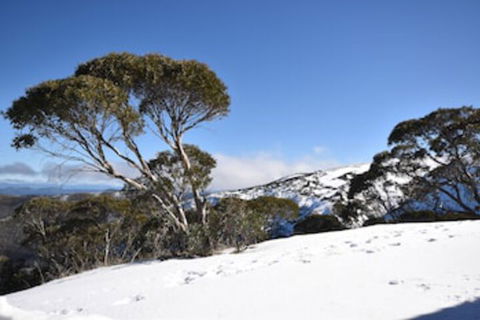 Alpine Heights 9 - Accommodation Coffs Harbour 0