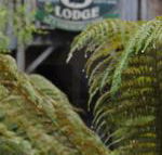 The Wombat Cottage - Accommodation Coffs Harbour