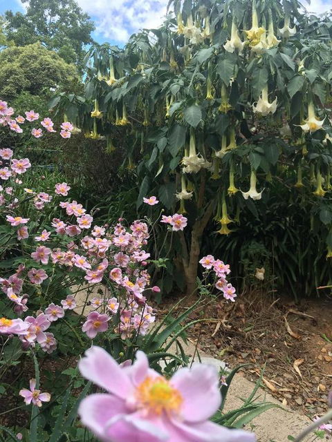 Adelaide Hills B & B Accommodation - Accommodation Coffs Harbour 6