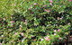 Adelaide Hills Camellia Cottage WiFi - thumb 3