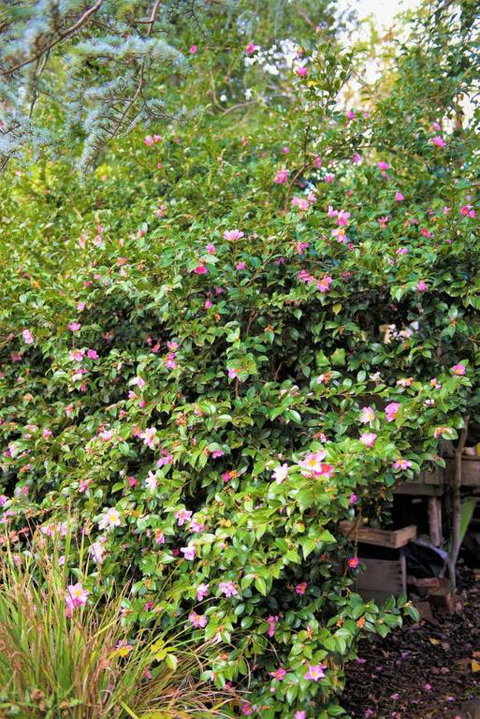 Adelaide Hills Camellia Cottage WiFi - Accommodation Coffs Harbour 3