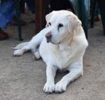 Nazaaray Beach House - Accommodation Coffs Harbour