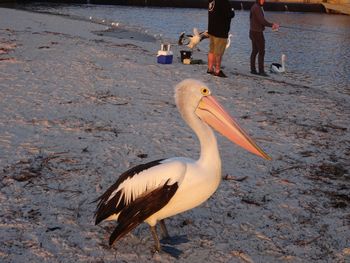 Selene Holiday Apartment AtWest Beach - Accommodation Coffs Harbour 6