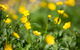 Buttercup Hill - thumb 3