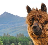 Maydena Mountain Cabins - Accommodation Coffs Harbour