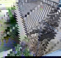 Swan Lake Guest House - Accommodation Coffs Harbour