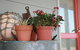 Bremer Bay B & B - thumb 2