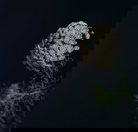 Colenso - Accommodation Coffs Harbour