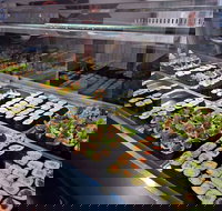 Super Sushi - Accommodation Coffs Harbour