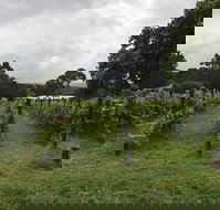 Carlei Estate Cellar Door  Wood Fired Pizzeria - Accommodation Coffs Harbour