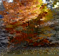 Stella Kitchen Chinese Take Away - Accommodation Coffs Harbour