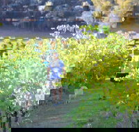 Tallagandra Hill Winery - Accommodation Coffs Harbour