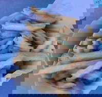 Kippy's - Accommodation Coffs Harbour