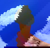 Gelato Papa - Accommodation Coffs Harbour