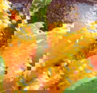 Spice Village - Accommodation Coffs Harbour