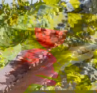 Breakfast Creek Vineyard - Accommodation Coffs Harbour