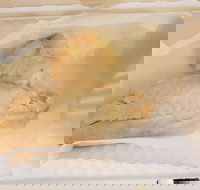 Swish 'n' Chips - Accommodation Coffs Harbour