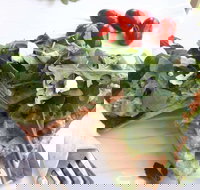 The Garden Tearooms  Cottage Nursery - Accommodation Coffs Harbour