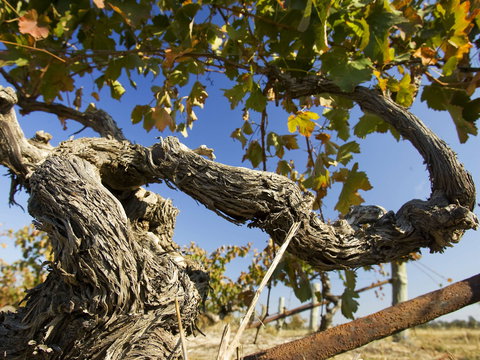 Jones Winery & Vineyard - Accommodation Coffs Harbour 2