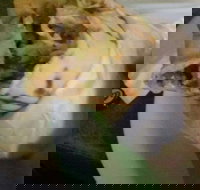 Ankara Kebabs  Bakery - Accommodation Coffs Harbour