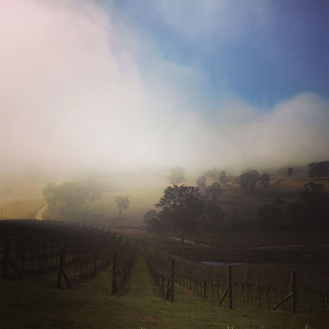 Dryridge Estate - Accommodation Coffs Harbour 1