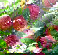 Payne's Orchards - Accommodation Coffs Harbour