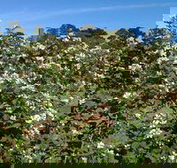 Huntley Berry Farm - Accommodation Coffs Harbour