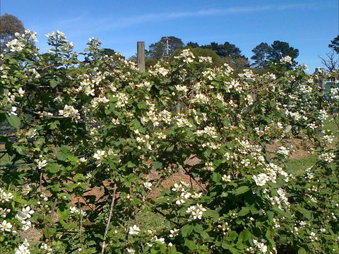 Huntley Berry Farm - Accommodation Coffs Harbour 0