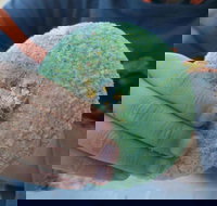 Ciao Man - Accommodation Coffs Harbour