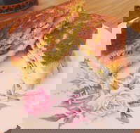 Little Lord - Accommodation Coffs Harbour