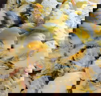 Krazy Chix - Accommodation Coffs Harbour