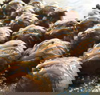 The Burrow Coffee House