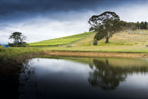 Mount Majura Vineyard - Accommodation Coffs Harbour 1