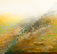 Poonawatta - Accommodation Coffs Harbour