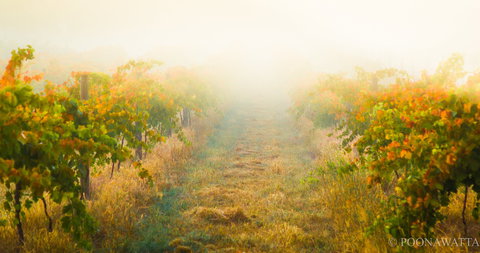 Poonawatta - Accommodation Coffs Harbour 0