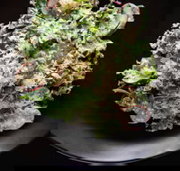 Arthur Waterhouse Lounge - Accommodation Coffs Harbour