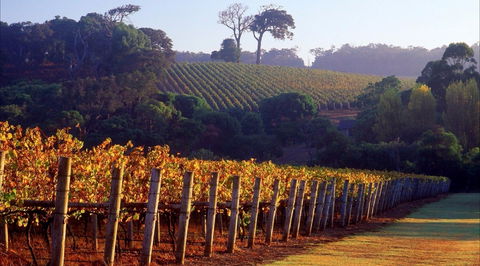 Maiolo Wines And Vineyard - Accommodation Coffs Harbour 0