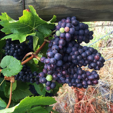 Freycinet Vineyard - Accommodation Coffs Harbour 1