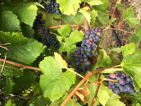 Freycinet Vineyard - Accommodation Coffs Harbour 2