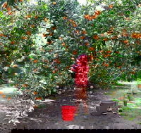 Fords Farm - Accommodation Coffs Harbour