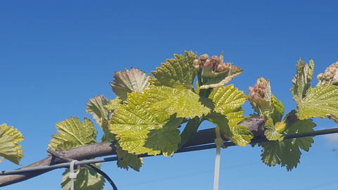 Highland Heritage Cellar Door - Accommodation Coffs Harbour 2
