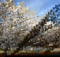 Allambie Orchard and Cafe - Accommodation Coffs Harbour