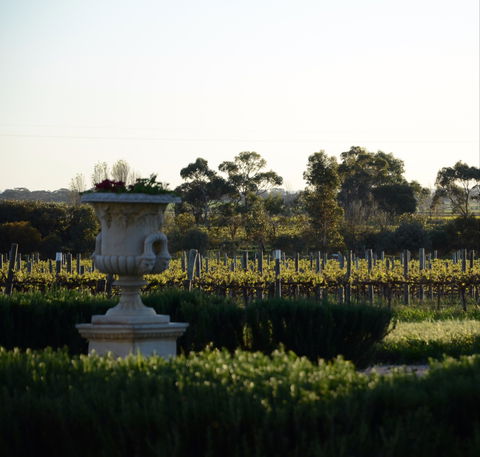 Angas Plains Wines Cellar Door - Accommodation Coffs Harbour 1