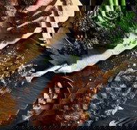 Outback Steakhouse Wollongong - Accommodation Coffs Harbour