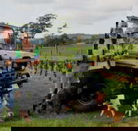 Brook Eden Vineyard - Accommodation Coffs Harbour